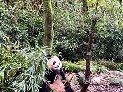 -都江堰中华大熊猫苑