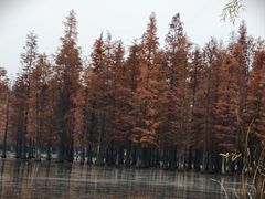 -白鹭湾湿地公园
