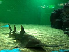 -上海海洋水族馆