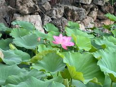 -小王府(什刹海店)