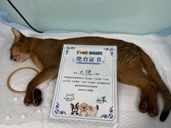 -达爱动物医院·犬猫分区·CT·复杂眼科(远洋山水分院)