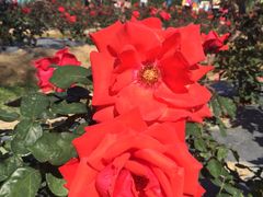 -亚龙湾国际玫瑰谷