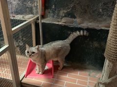 -猫咪博物馆(顶澳仔猫街店)