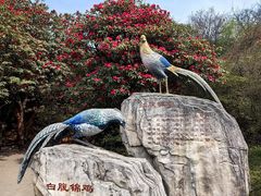 -贵州百里杜鹃风景名胜区