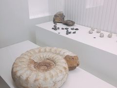 -青岛贝壳博物馆
