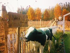 -安德鲁户外烧烤帐篷营地(马泉营店)