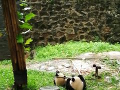-都江堰中华大熊猫苑