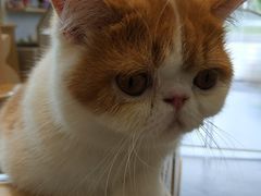 -飞行喵MR PILOT|猫舍·猫咖(静安大融城店)