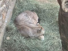 -青藏高原野生动物园