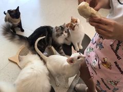 -飞行喵MR PILOT|猫舍·猫咖(静安大融城店)