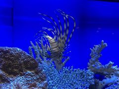 -上海海洋水族馆