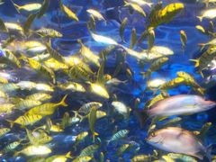 -太平洋海底世界