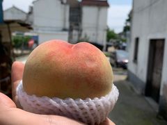 -老袁家蜜桃农场·阳山水蜜桃