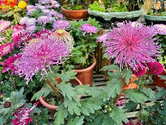 -上海共青森林公园