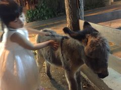 -清迈夜间动物园