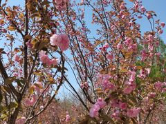 -长白岛森林公园