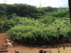 -西双版纳勐泐文化旅游区