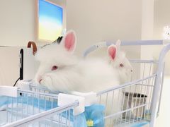 -怪兽屋·羊驼·猫咖·狗咖(俊华广场店)