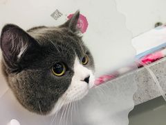 -达爱动物医院·犬猫分区·CT·复杂眼科(远洋山水分院)