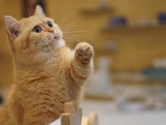 -飞行喵MR PILOT|猫舍·猫咖(静安大融城店)