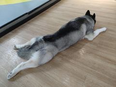 -Husky Go! 哈士奇体验馆·宠物咖啡厅狗咖