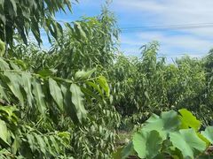 -老袁家蜜桃农场·阳山水蜜桃