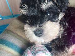 -翊宠yipet猫狗购宠庄园犬舍•猫舍