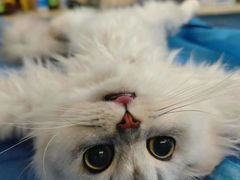 -动物缘宠物医院·骨科·猫科(西二环店)