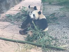 -贵州森林野生动物园