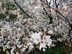 -苏州上方山国家森林公园
