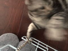 -爱妮康宠物医院·干细胞免疫细胞·肿瘤·心脏(张江店)