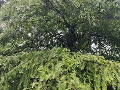 -南京市基督教莫愁路堂