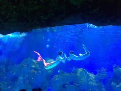 -芜湖新华联大白鲸海洋公园