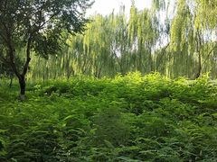 -丁香湖公园