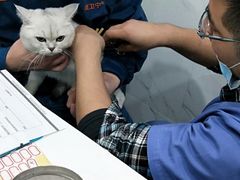 -伟伟宠物医院·CT影像中心·瑞派犬猫综合性门诊(汉口总院)