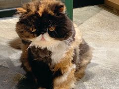 -瞄一喵猫咖(格力海岸店)