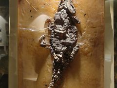 -辽宁古生物博物馆