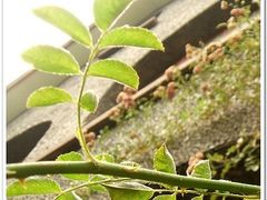 -上海孙中山故居纪念馆