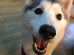 -Husky Go! 哈士奇体验馆·宠物咖啡厅狗咖