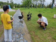 -盐城丹顶鹤湿地生态旅游区