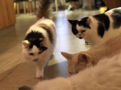 -猫咖时代(中山亭店)