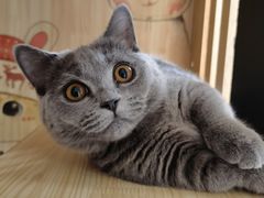 -欣宠猫屋·矮脚拿破仑·蓝金金渐层