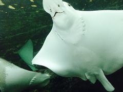 -悉尼海洋生物水族馆