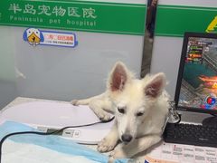 -半岛宠物医院24小时(科华中路店)