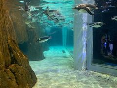 -成都浩海立方海洋公园