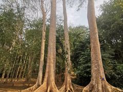 -中国科学院西双版纳热带植物园