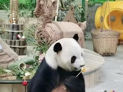 -灵玲国际马戏城