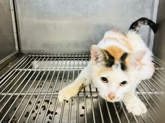 -德元·美联众合24小时动物医院(总院)