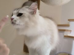 -猫域·湾主题猫咖·宠物吧(南坪城市广场店)