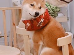 -柴迷FANS CLUB·柴犬狗咖·猫咖